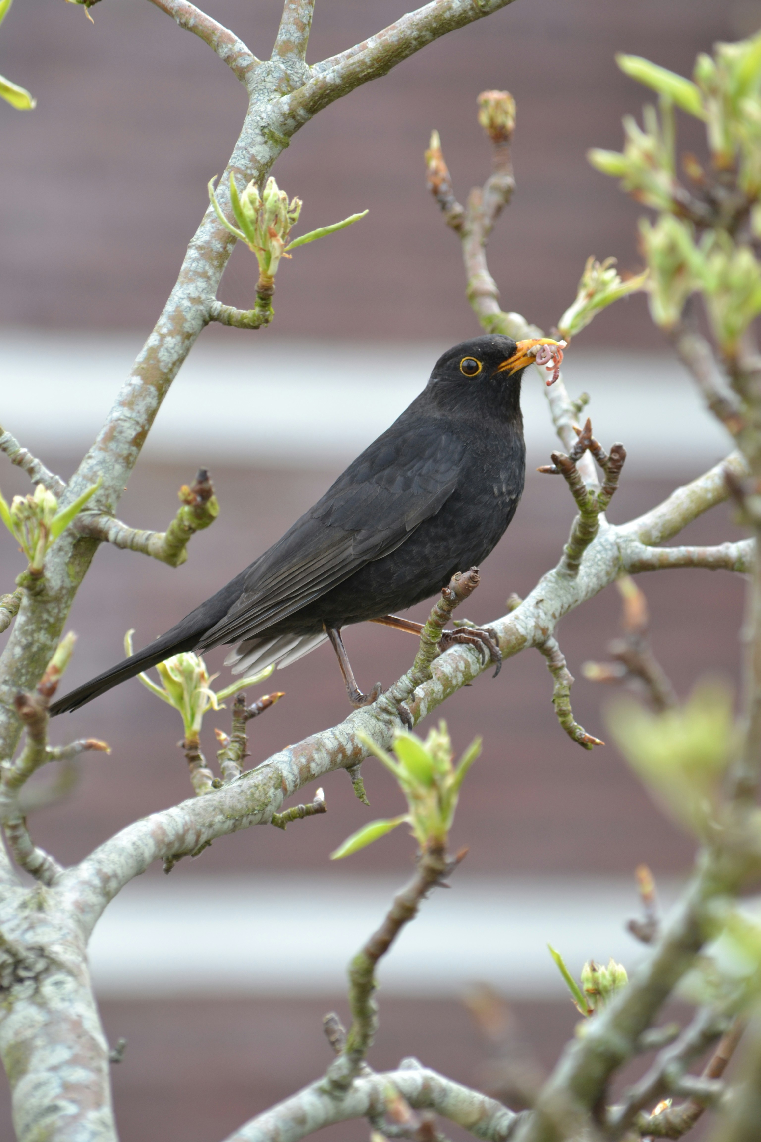 ein schwarzer Vogel sitzt auf einem Ast