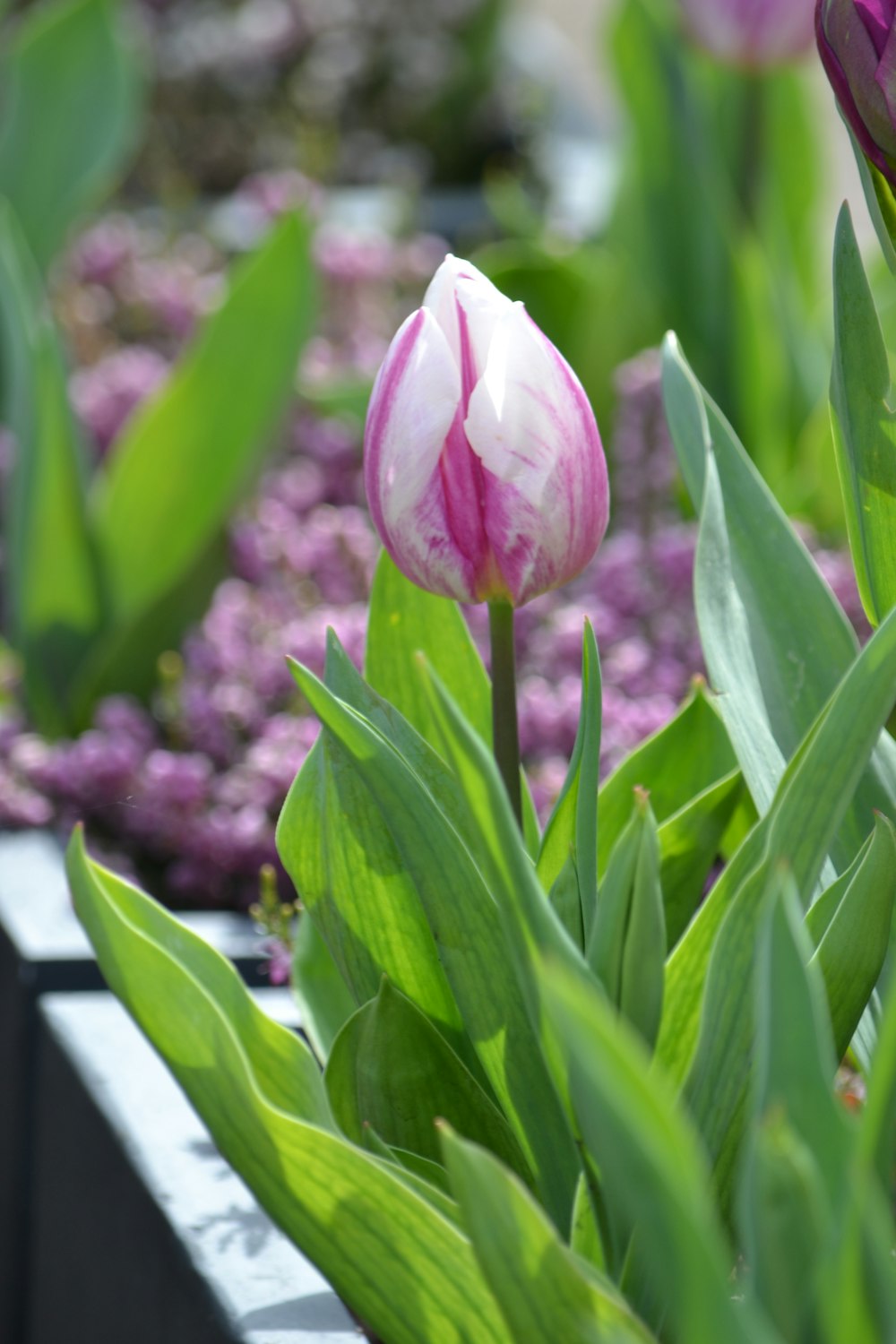 a pink and white tulip in a garden