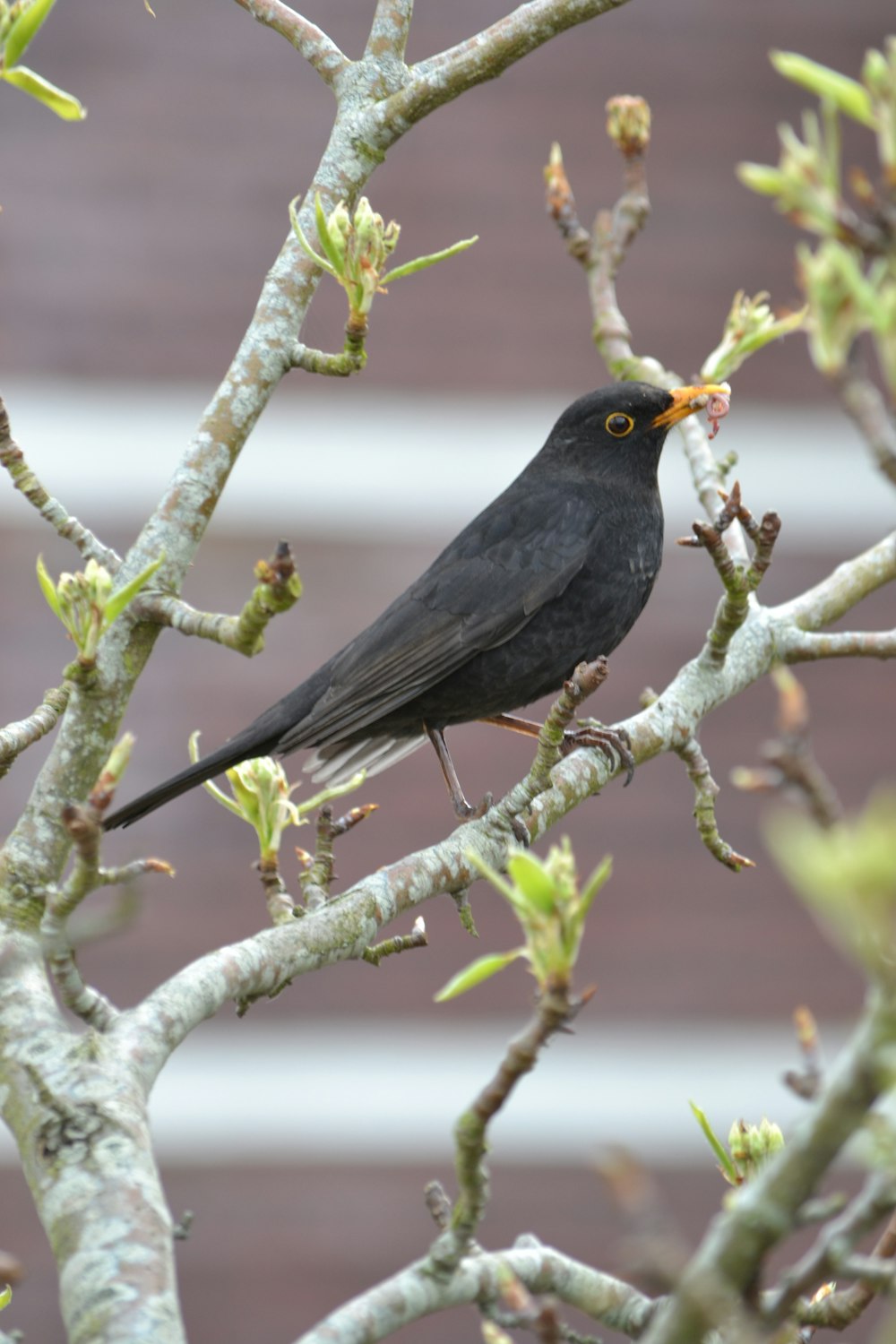 a small black bird sitting on a tree branch