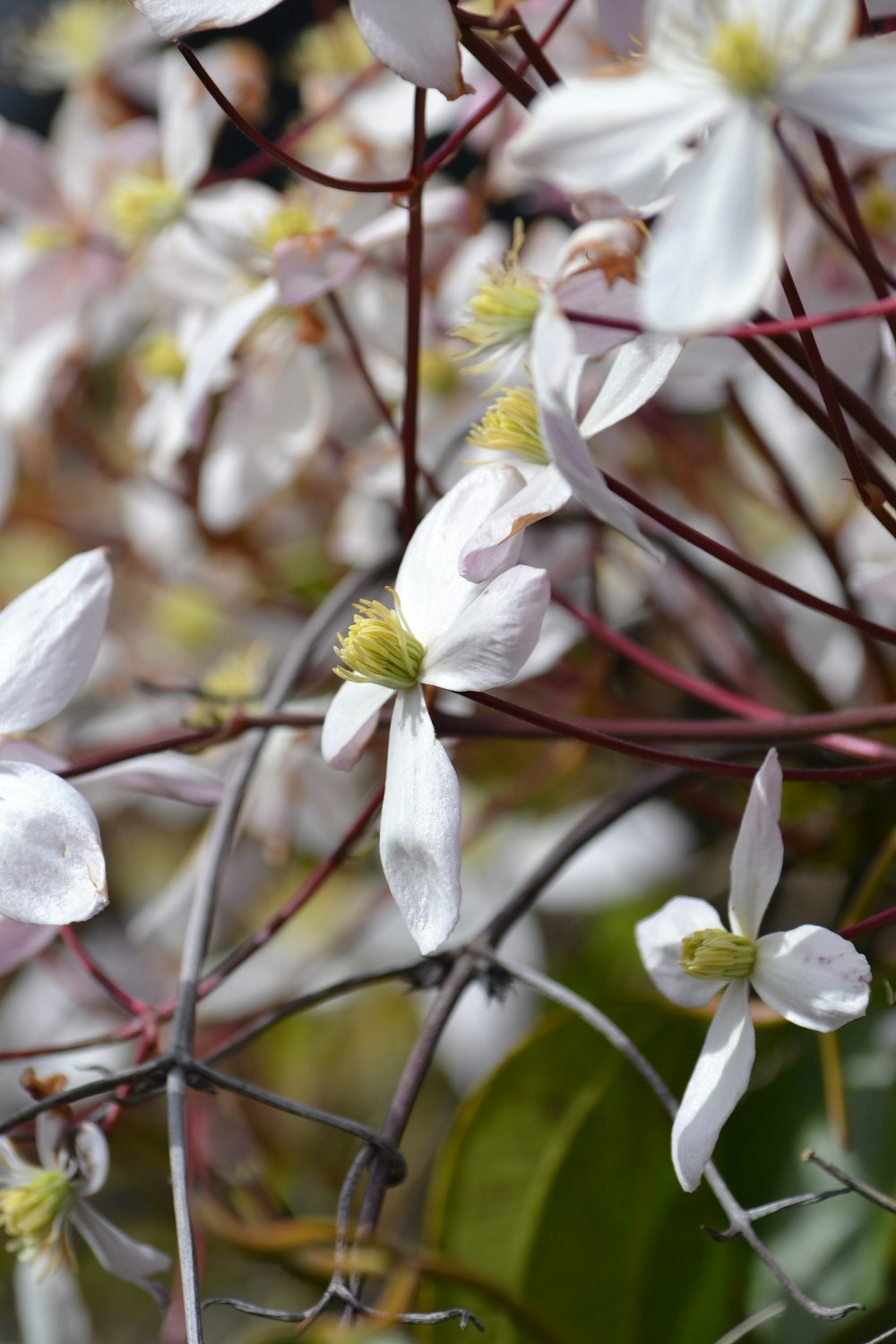 a bunch of white flowers that are on a tree