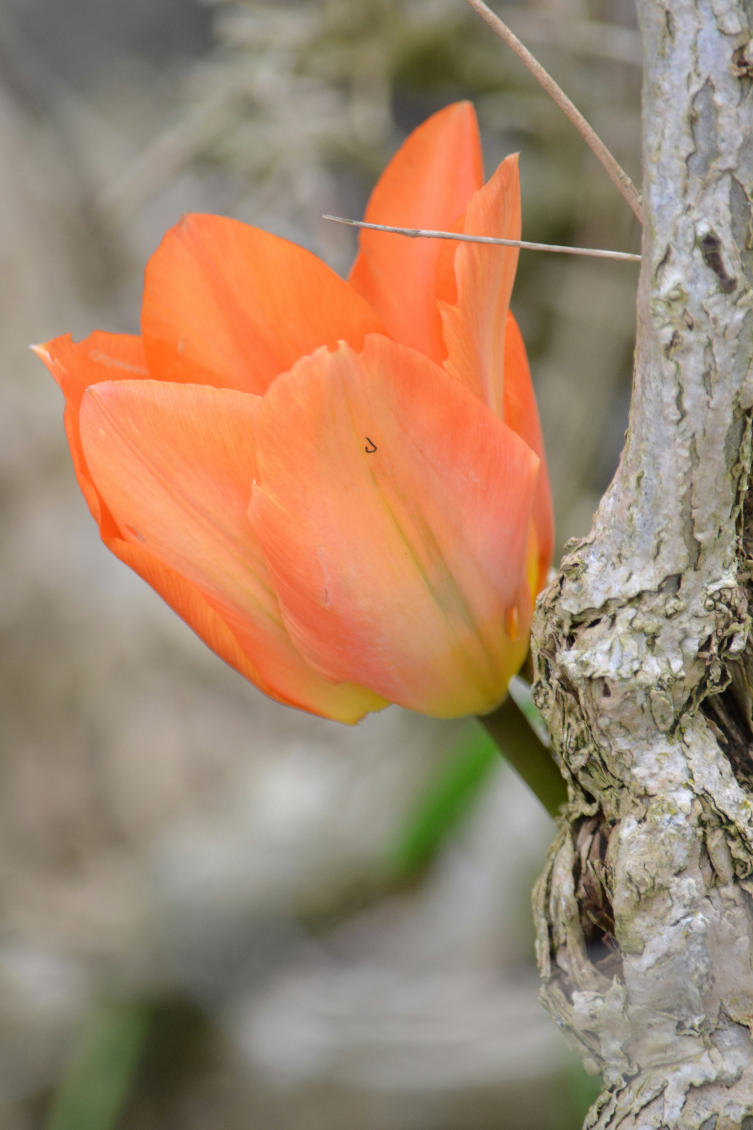 uma flor de laranja está crescendo em uma árvore