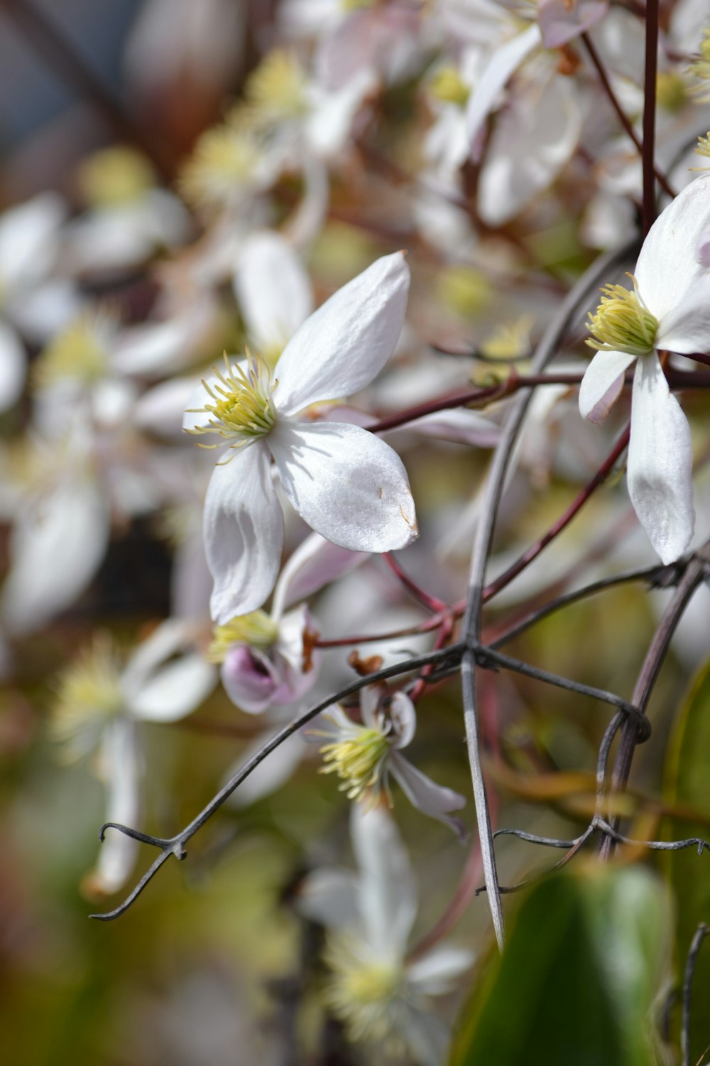 a close up of some white flowers on a tree