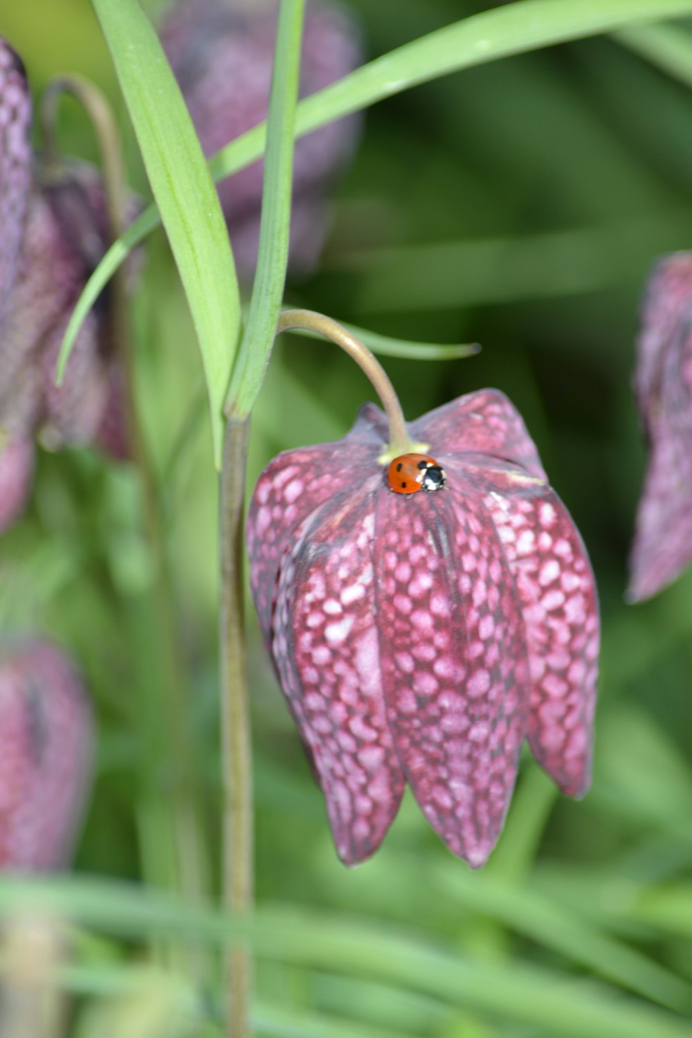 a pink flower with a lady bug on it