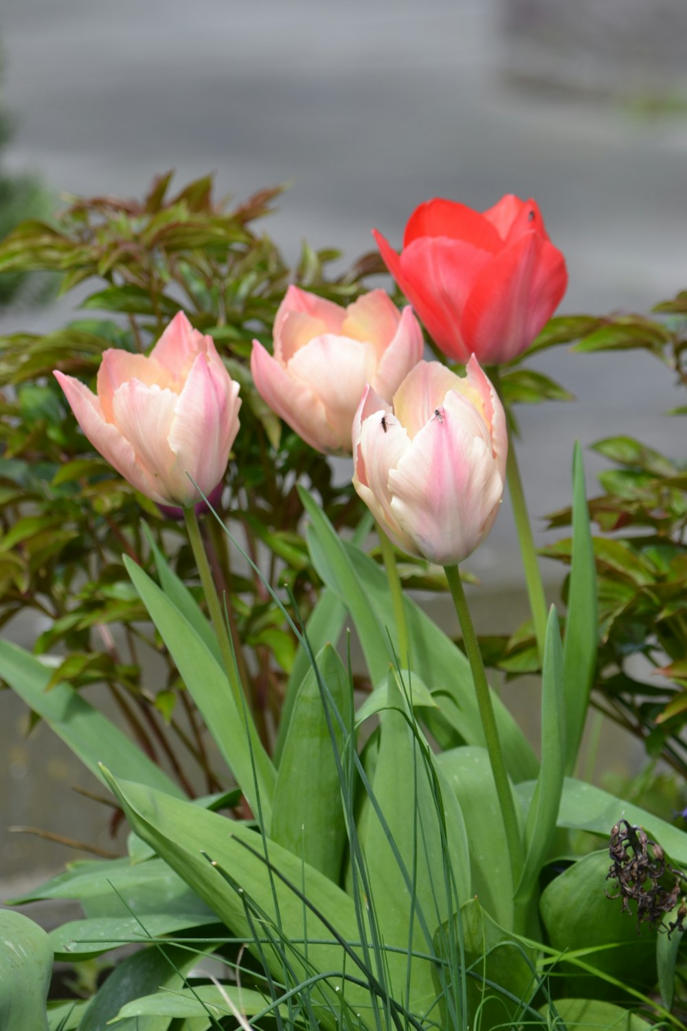 a group of pink and red flowers in a garden