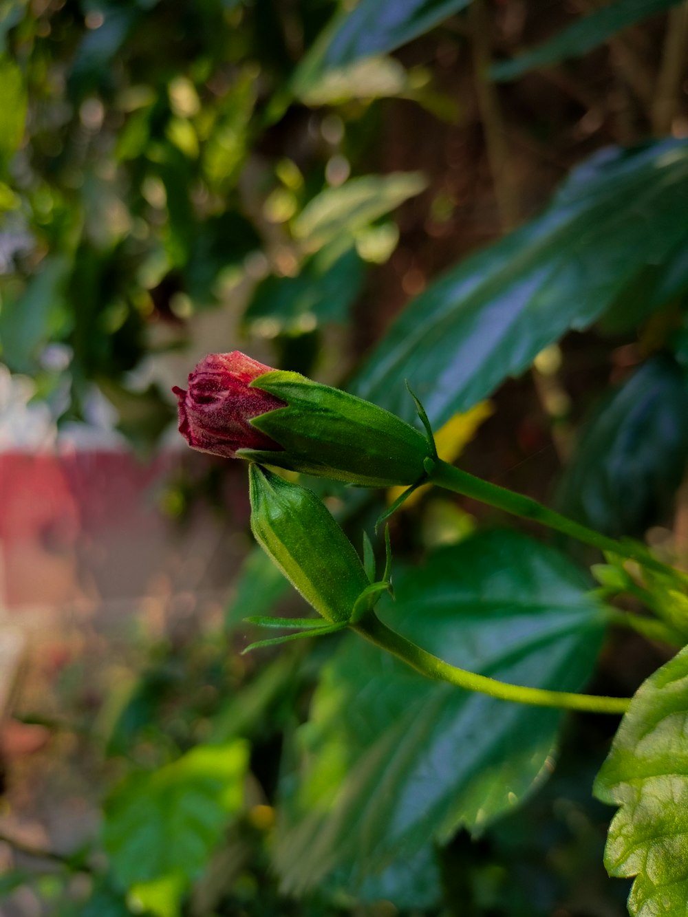 a red flower with green leaves in the background