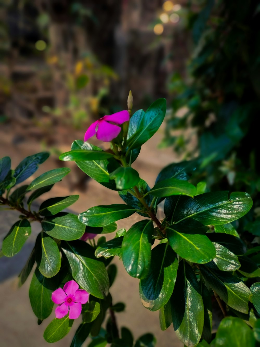 a pink flower with green leaves on a tree