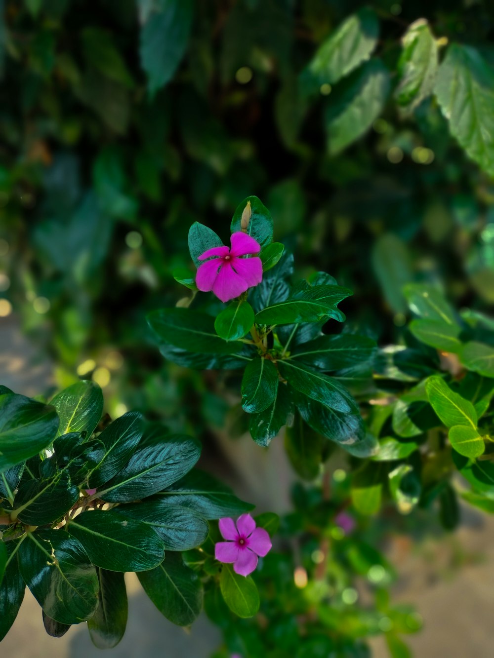 a pink flower is growing on a green plant
