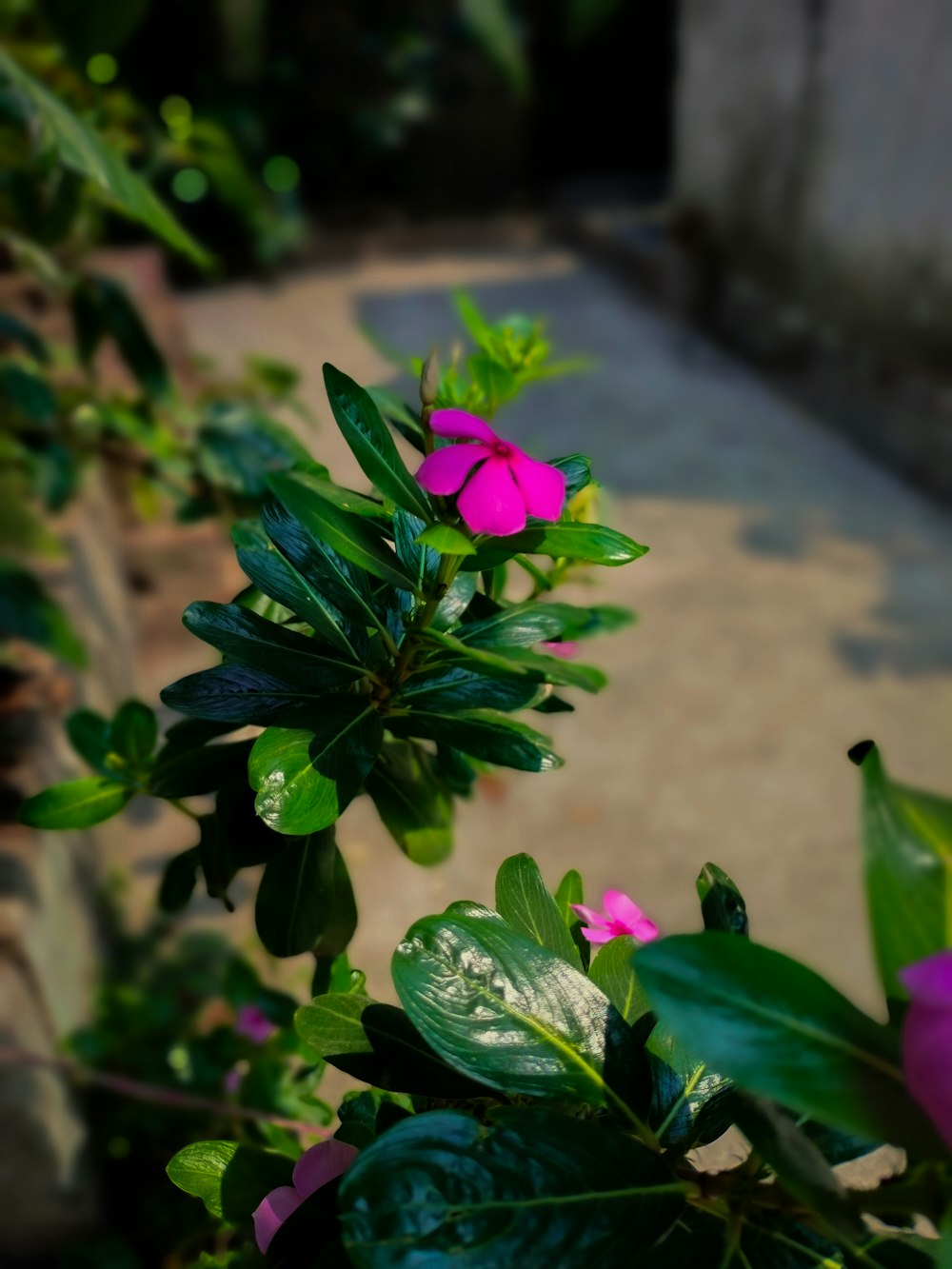 무성한 녹색 식물 위에 앉아있는 분홍색 꽃