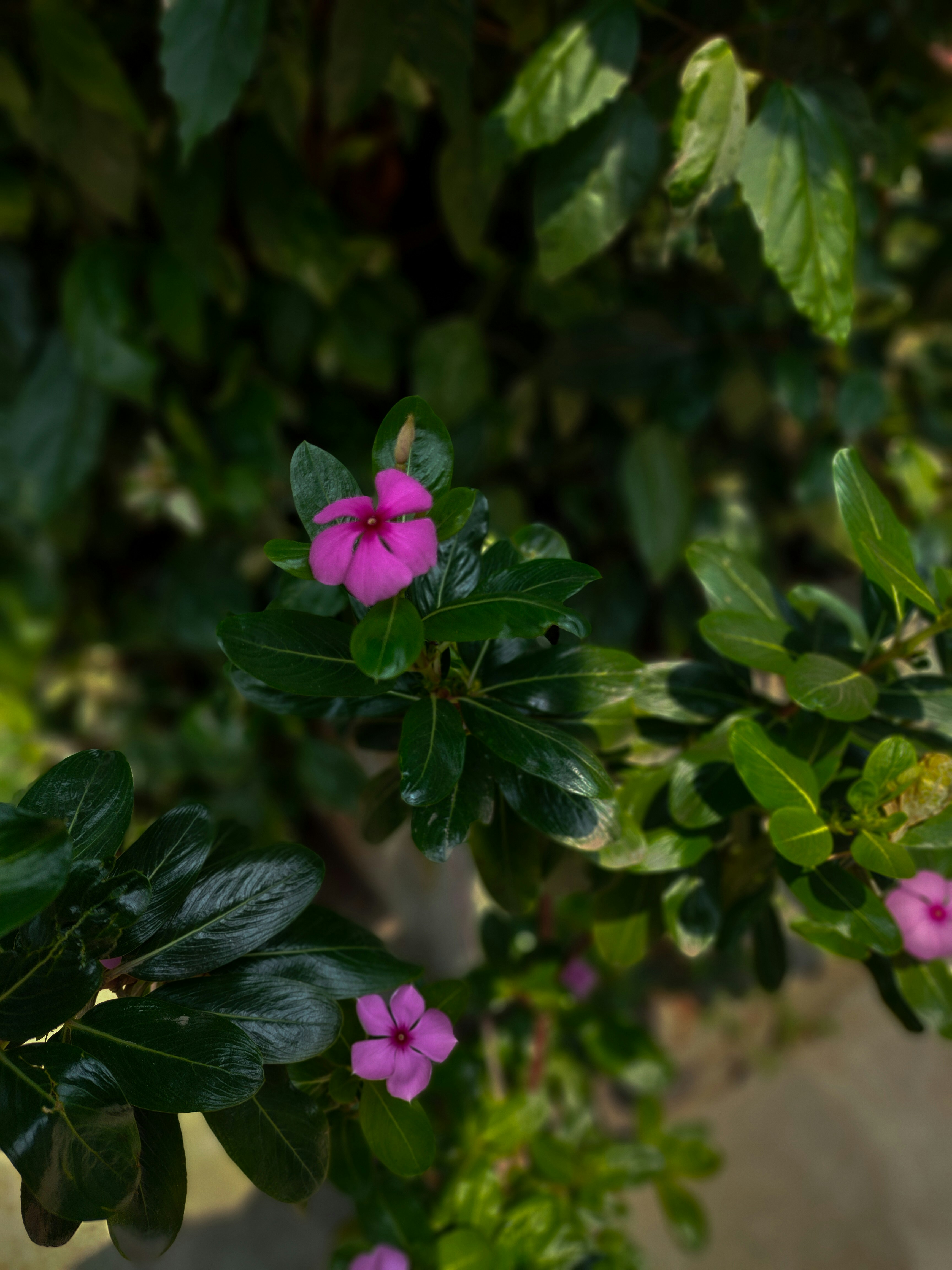 Photo by sujaypaulsp