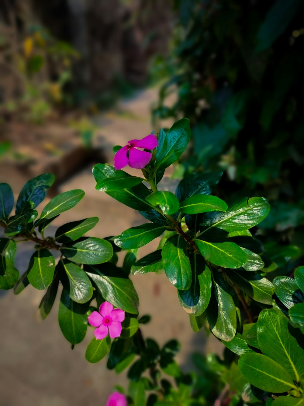 a close up of a plant with pink flowers