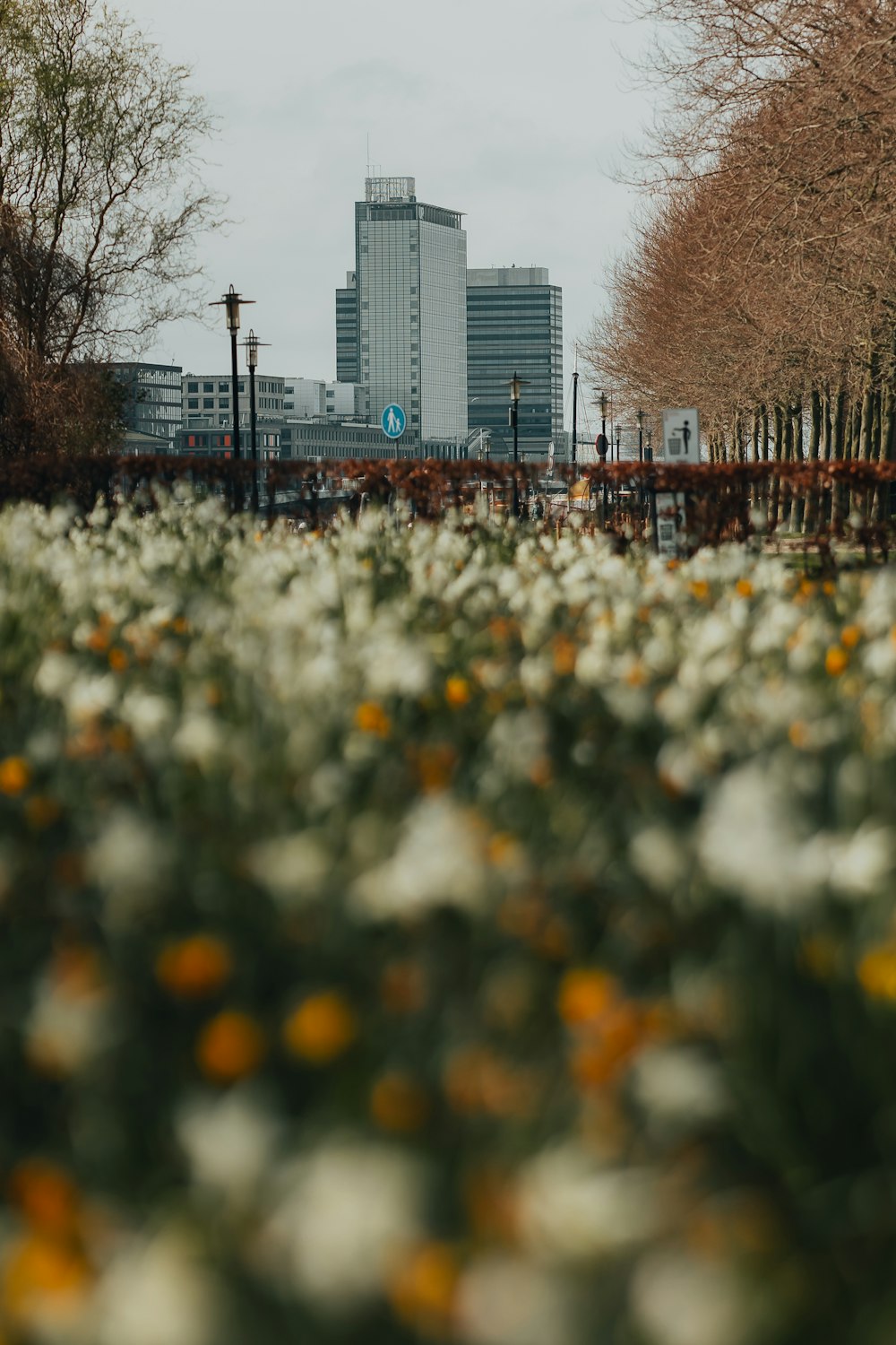 a field of flowers with a city in the background