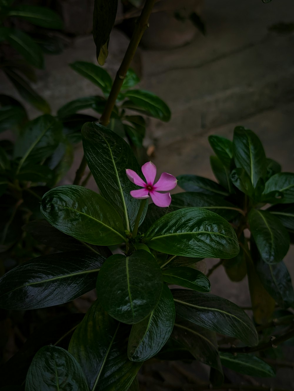 a pink flower sitting on top of a lush green plant