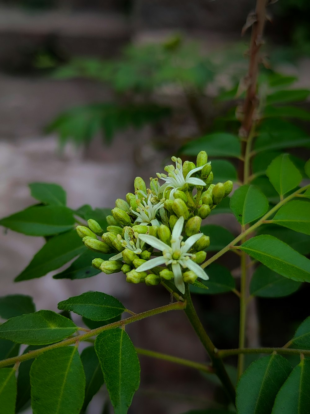 a close up of a plant with green leaves