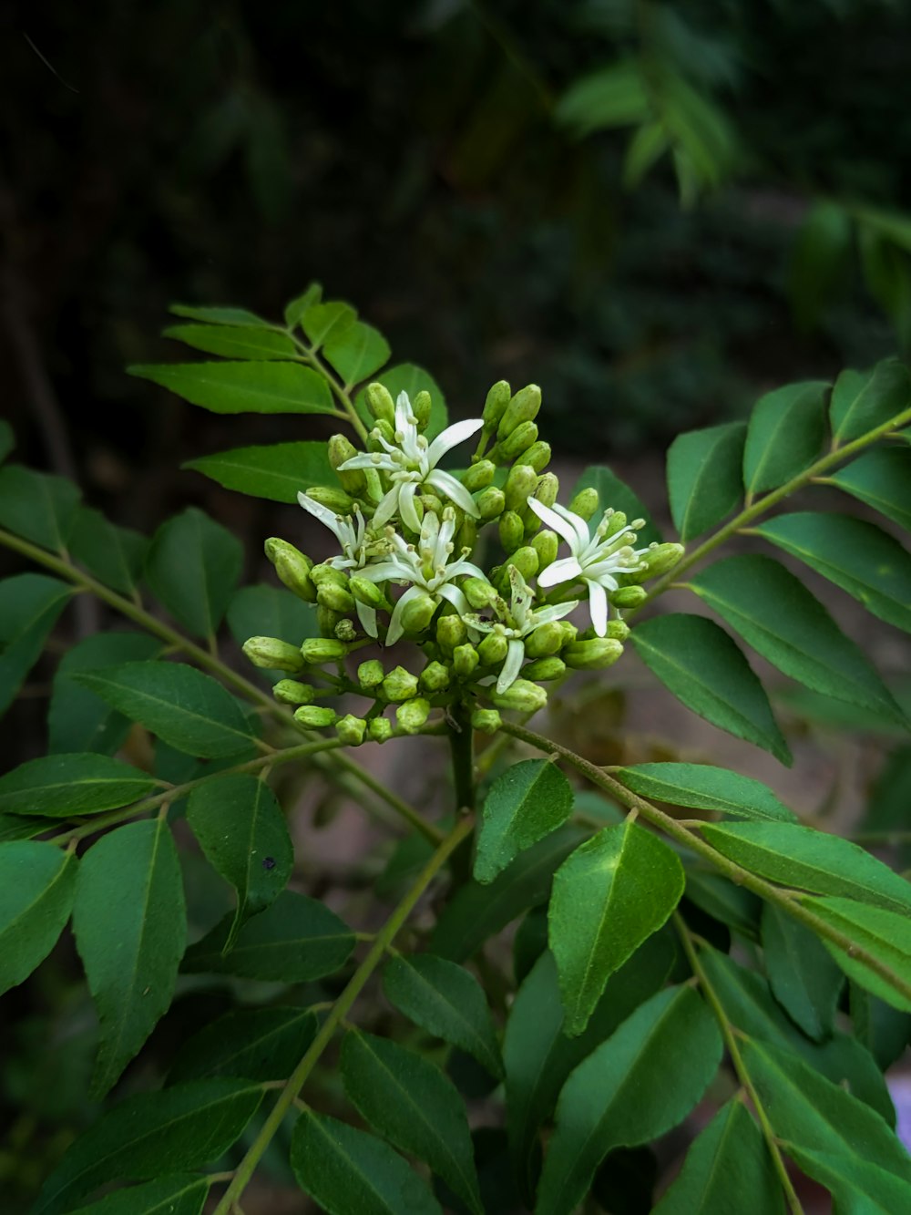 a close up of a bunch of flowers on a tree