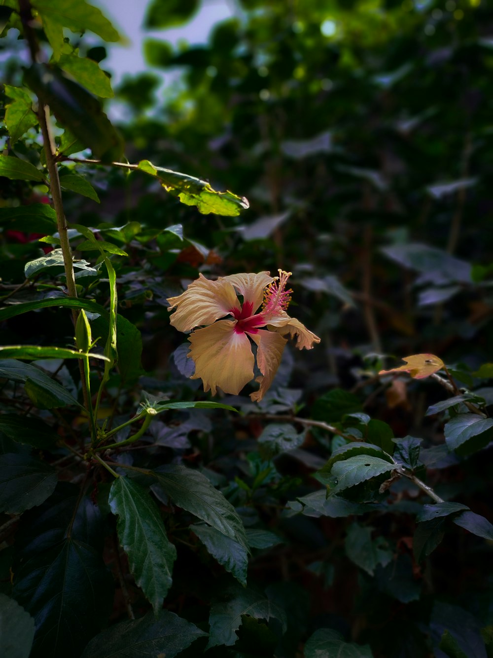 a flower that is sitting in the middle of some leaves