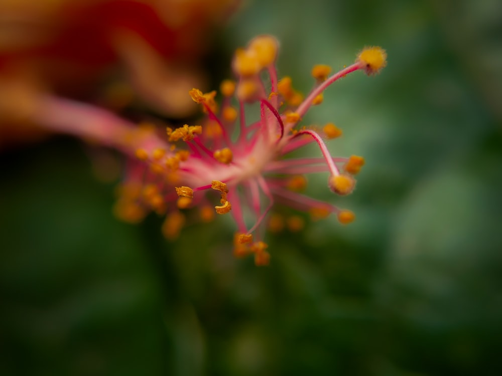 a close up of a flower with a blurry background