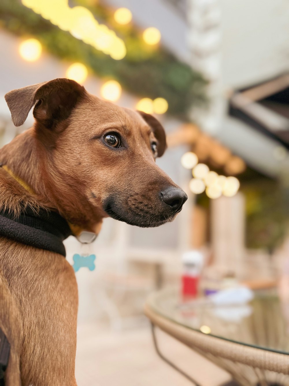 a brown dog sitting on top of a wooden bench