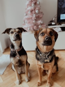 a couple of dogs sitting on top of a hard wood floor
