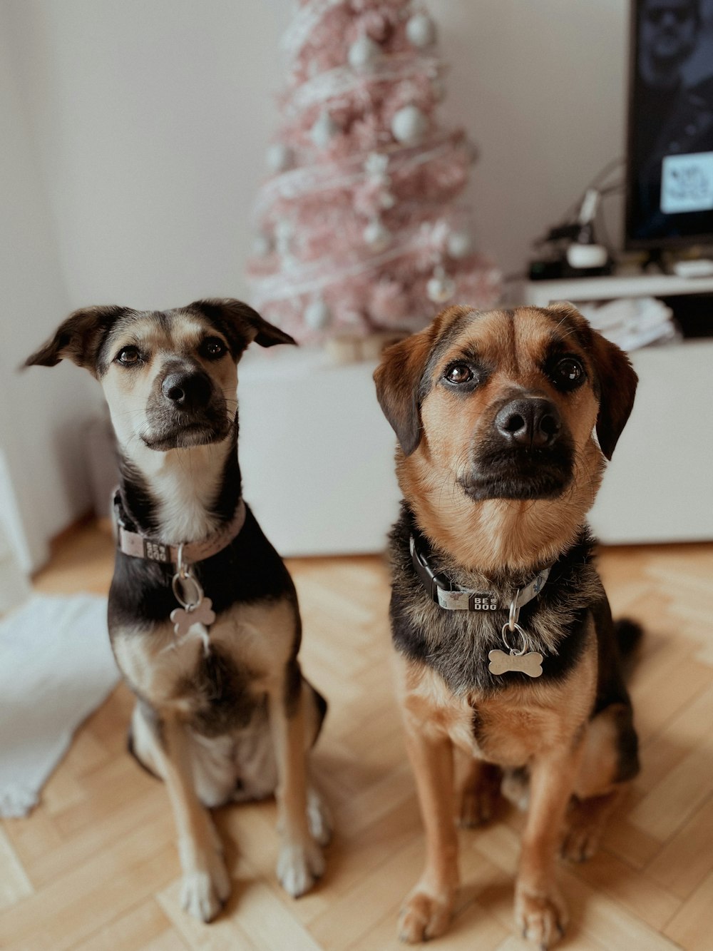 a couple of dogs sitting on top of a hard wood floor