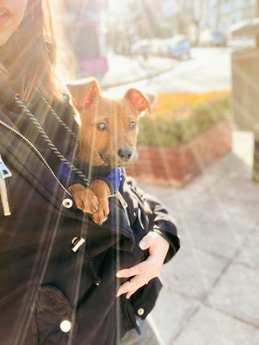 a woman holding a small dog in her arms