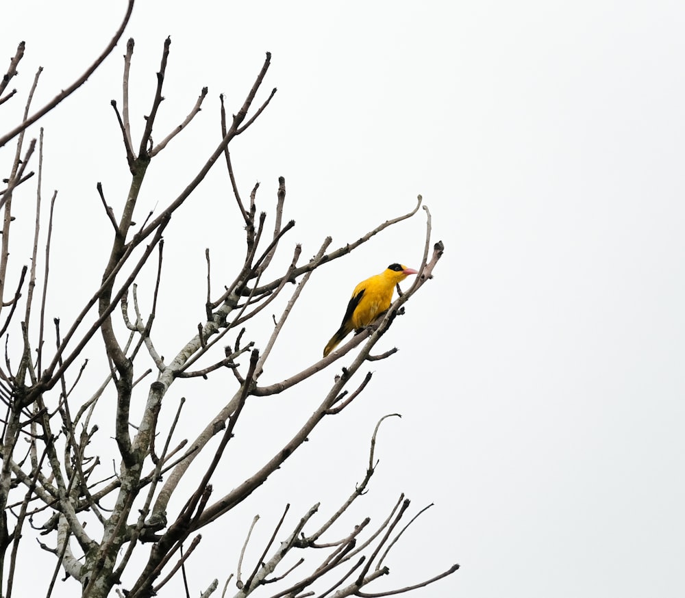 a yellow and black bird sitting in a tree