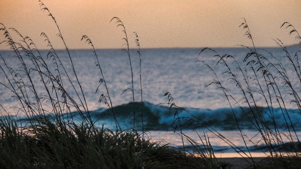 a body of water with a wave in the distance