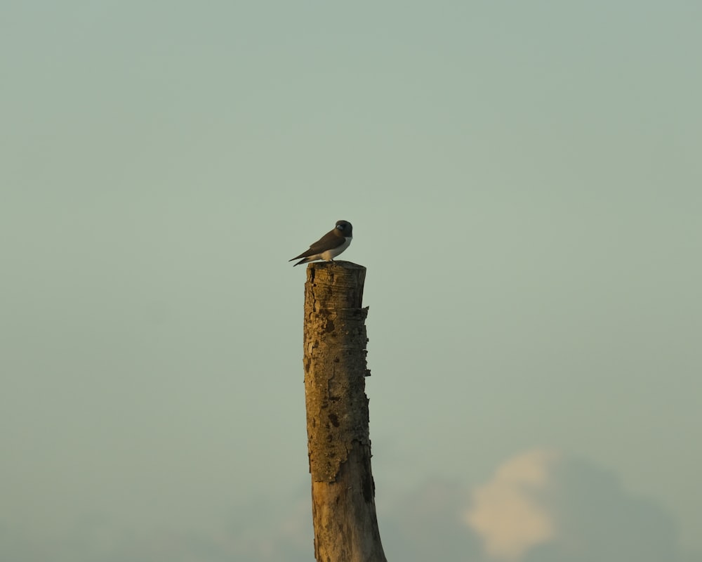 a bird sitting on top of a wooden pole