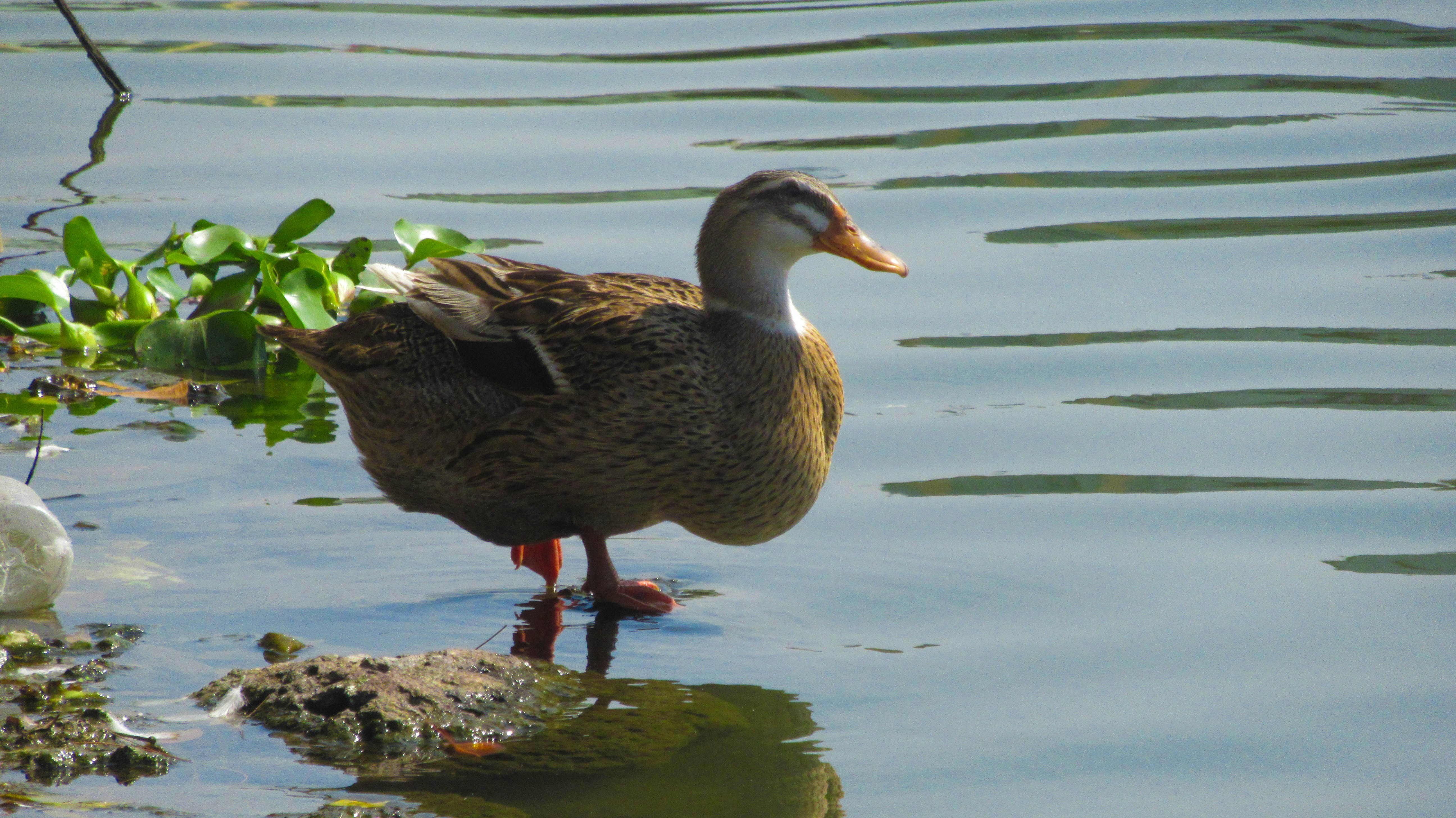 Photo by rebel_rider_sayan