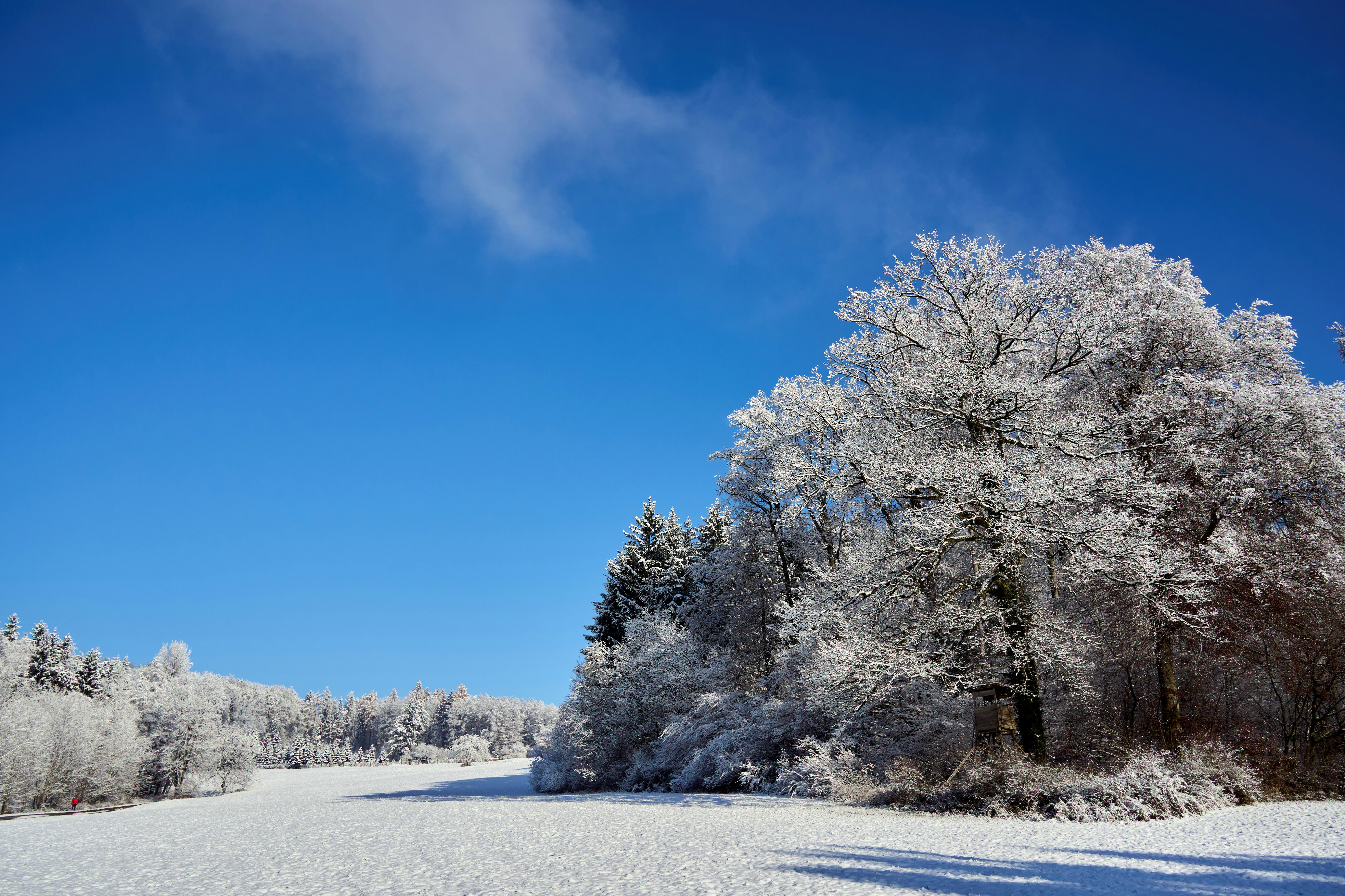 Photo by wolfgang_hasselmann