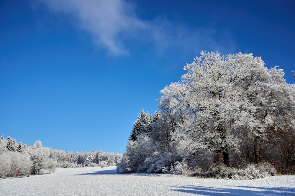 ein schneebedecktes Feld mit Bäumen und blauem Himmel