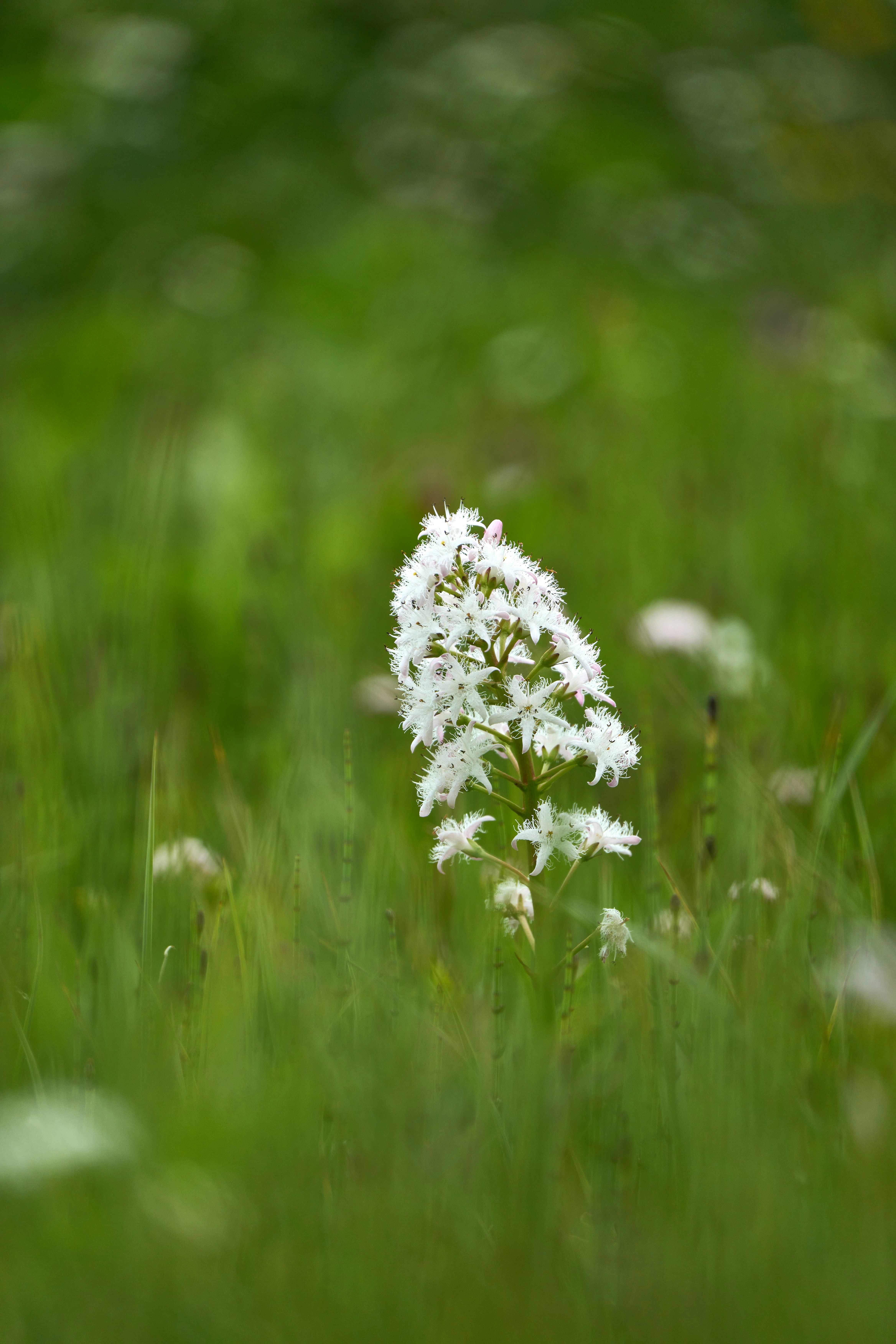 Photo by wolfgang_hasselmann