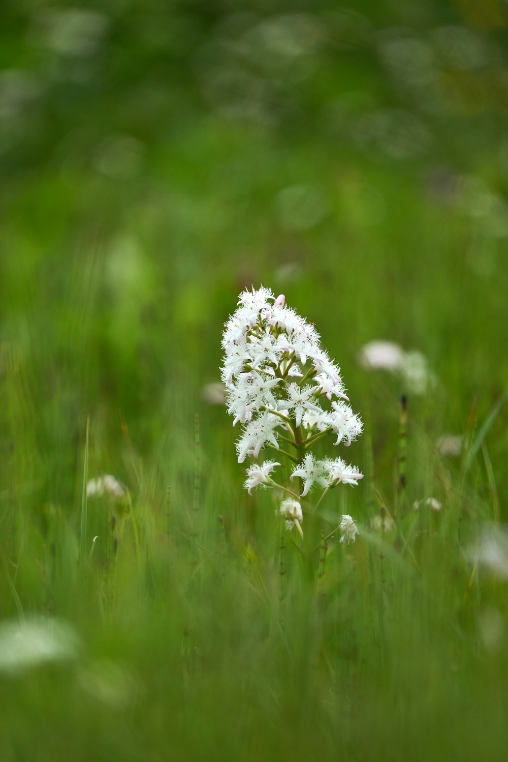 Un primer plano de una flor blanca en un campo