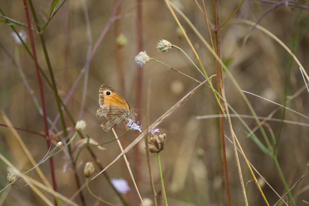una pequeña mariposa sentada en una flor en un campo