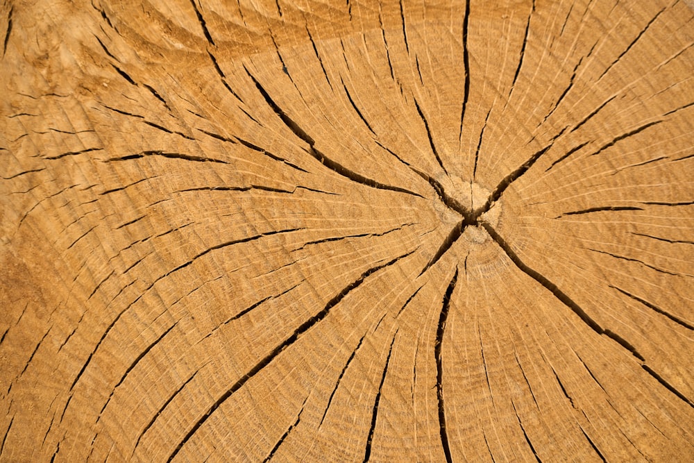 Una vista ravvicinata di un tronco d'albero