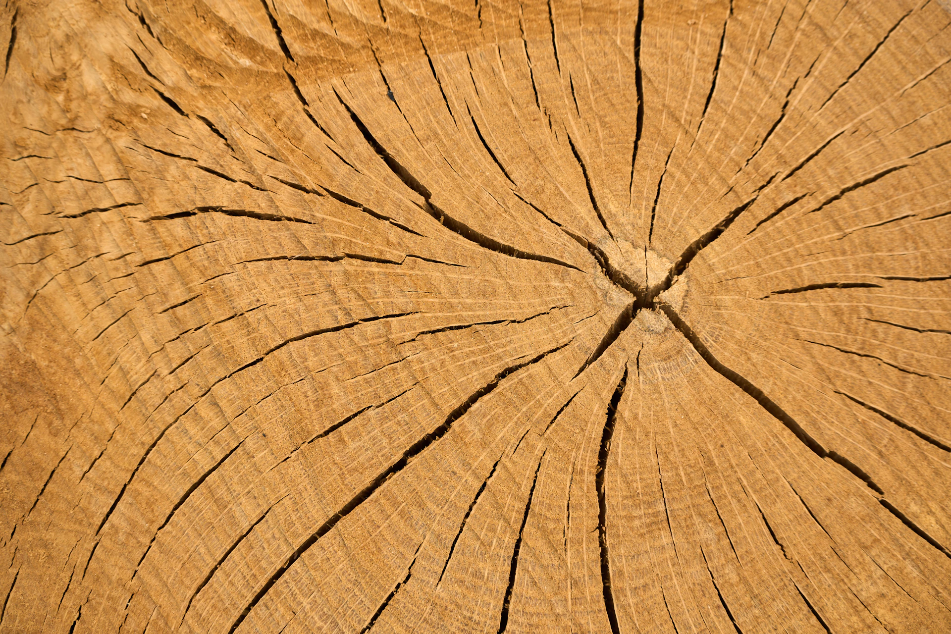 a close up view of a tree trunk