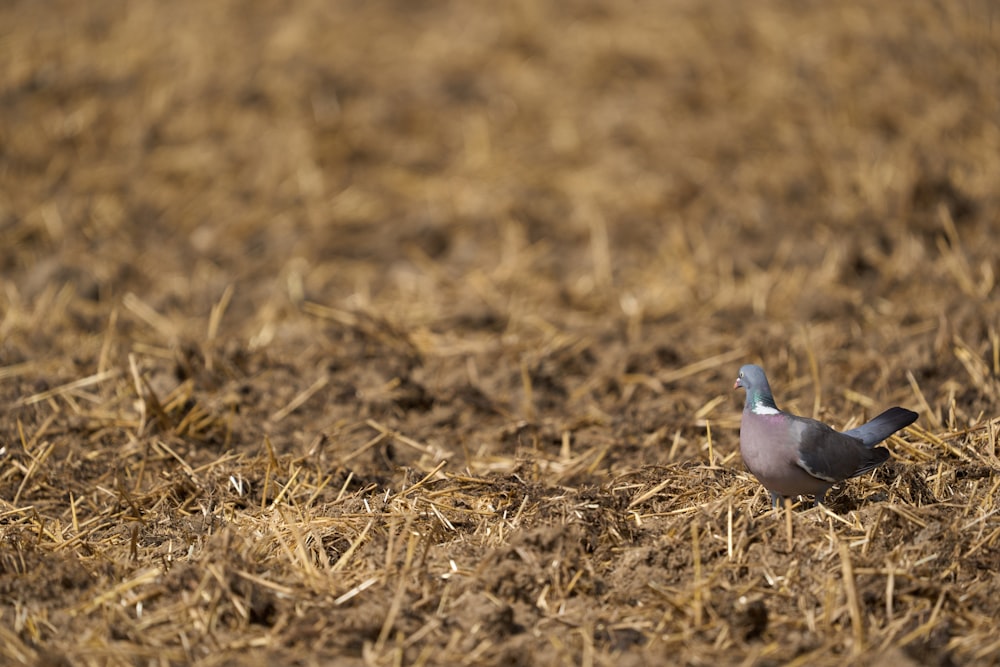 ein kleiner Vogel, der mitten auf einem Feld steht