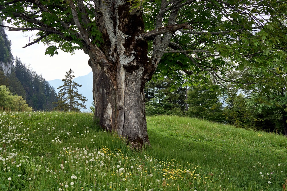 a tree in a grassy field with mountains in the background