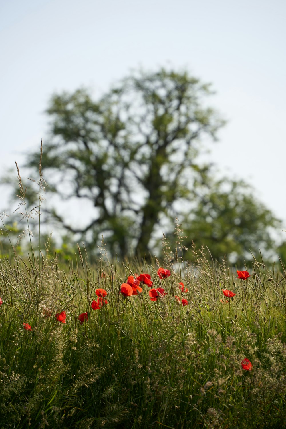 un champ plein de fleurs rouges avec un arbre en arrière-plan