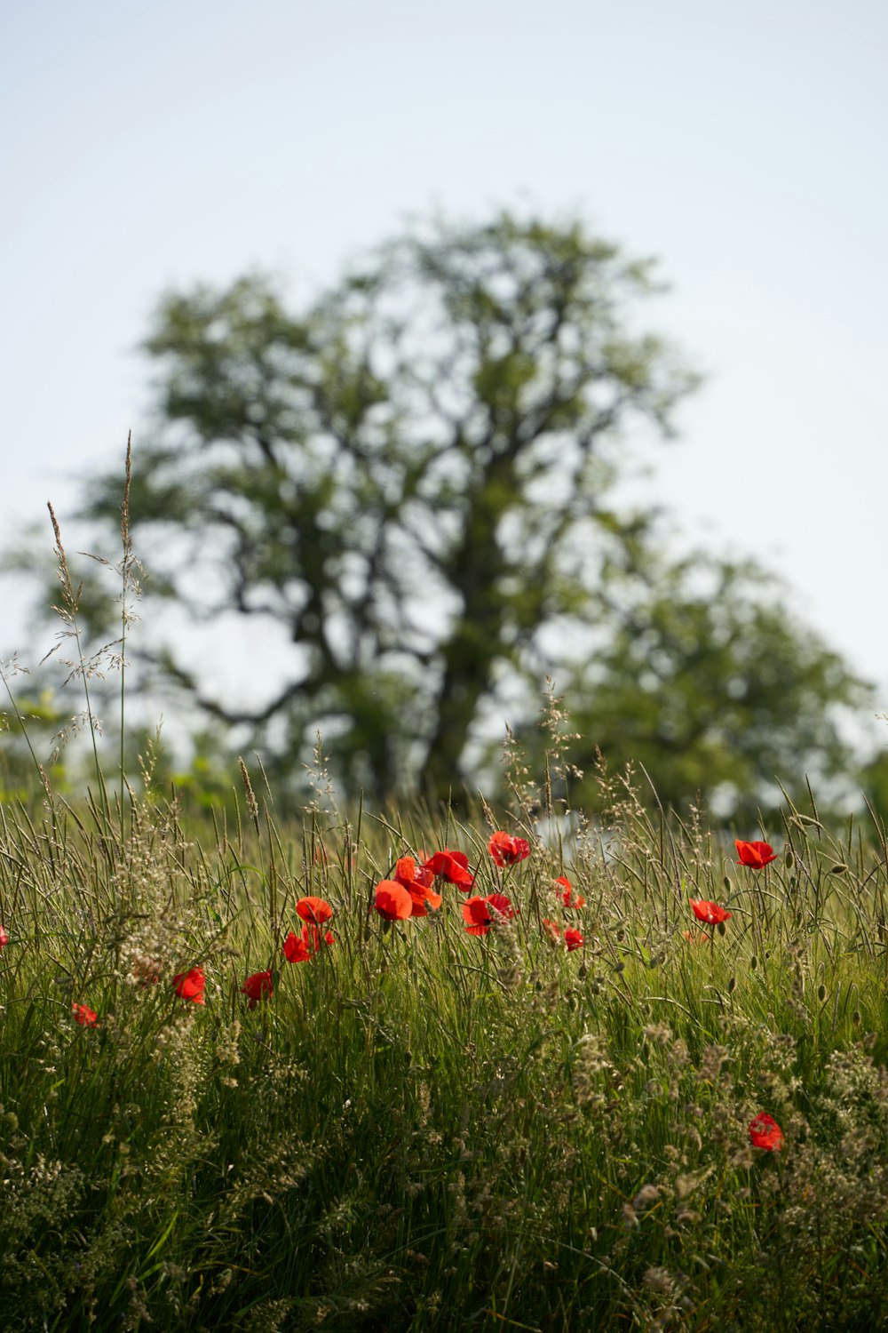 a field full of red flowers with a tree in the background