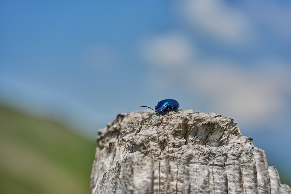 a blue bug sitting on top of a wooden post