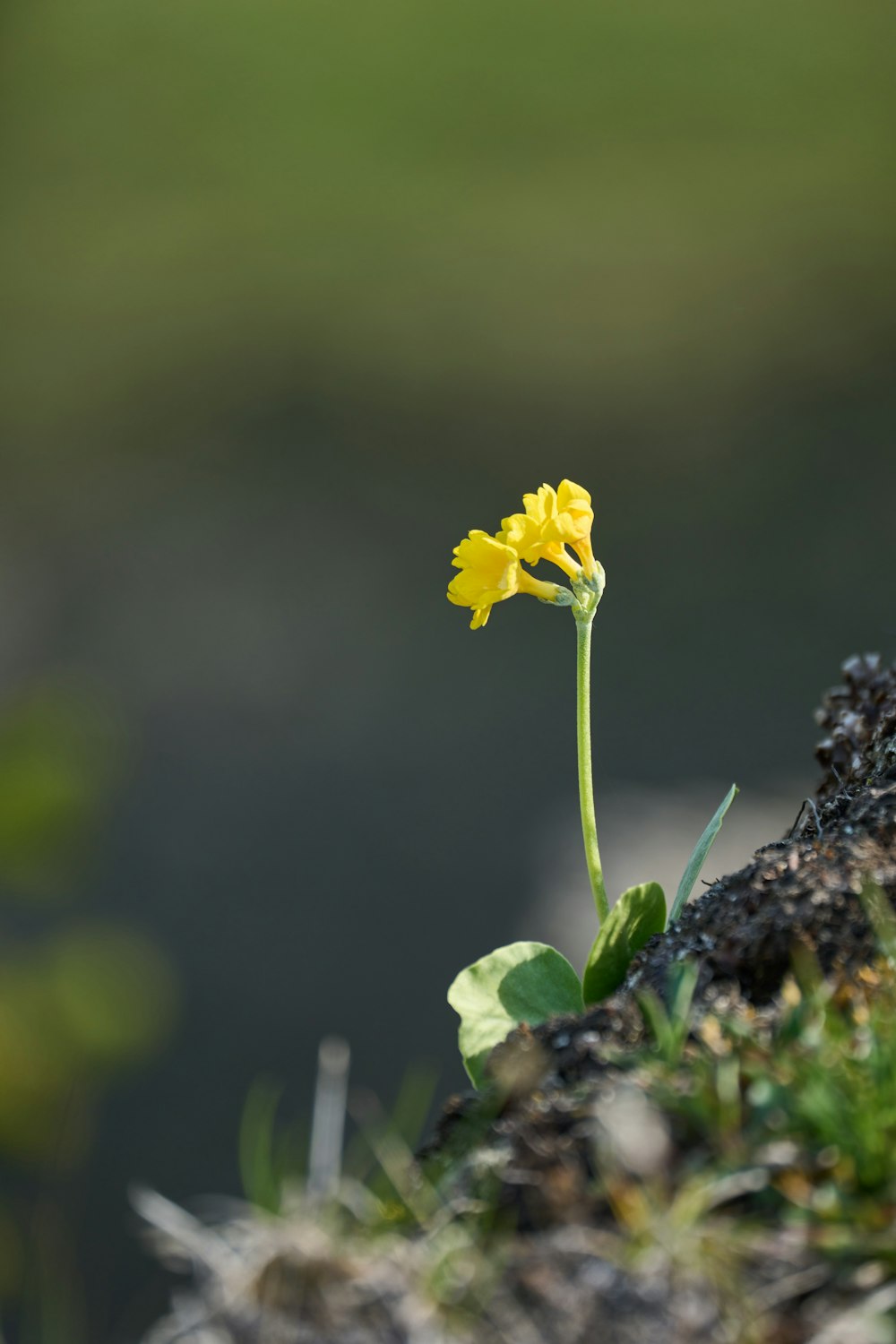 uma pequena flor amarela crescendo do chão