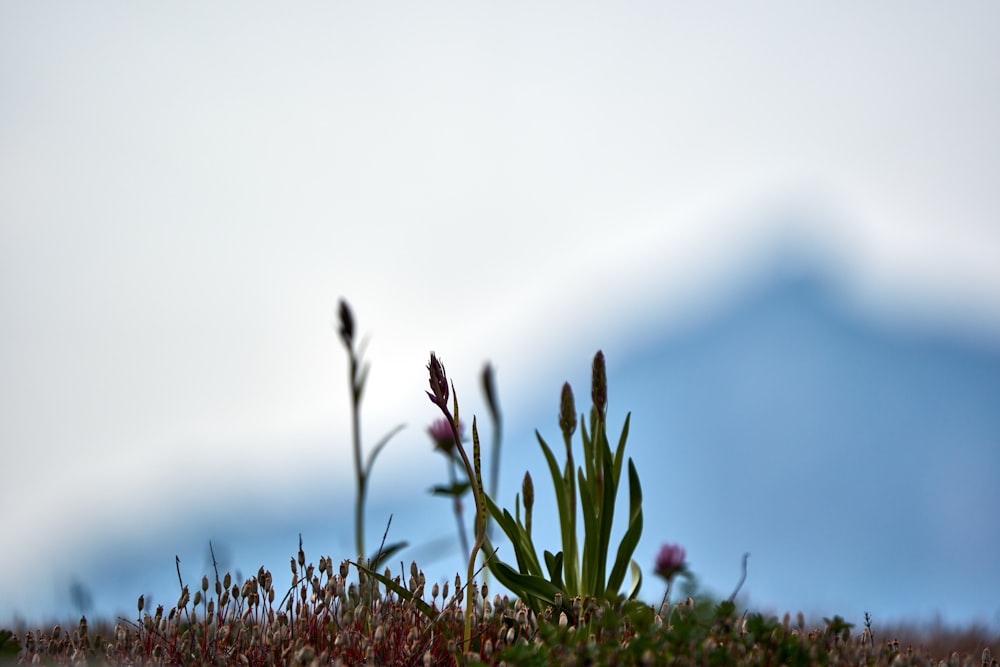 a close up of a plant with a mountain in the background