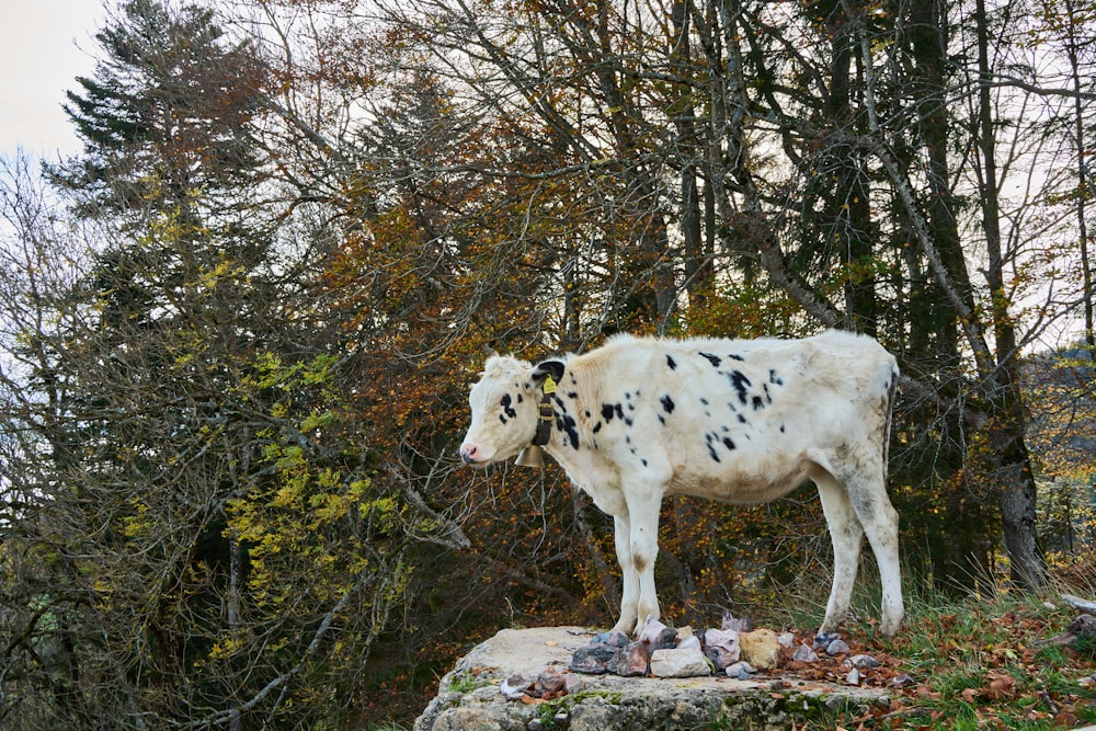 a cow standing on top of a rock in a forest