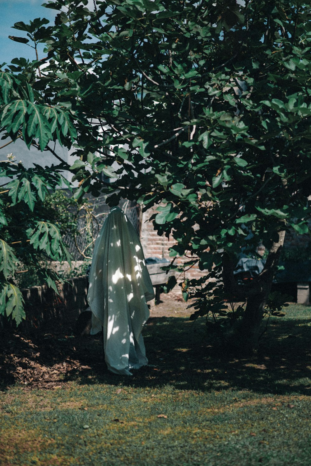 a white sheet draped over a tree in a yard