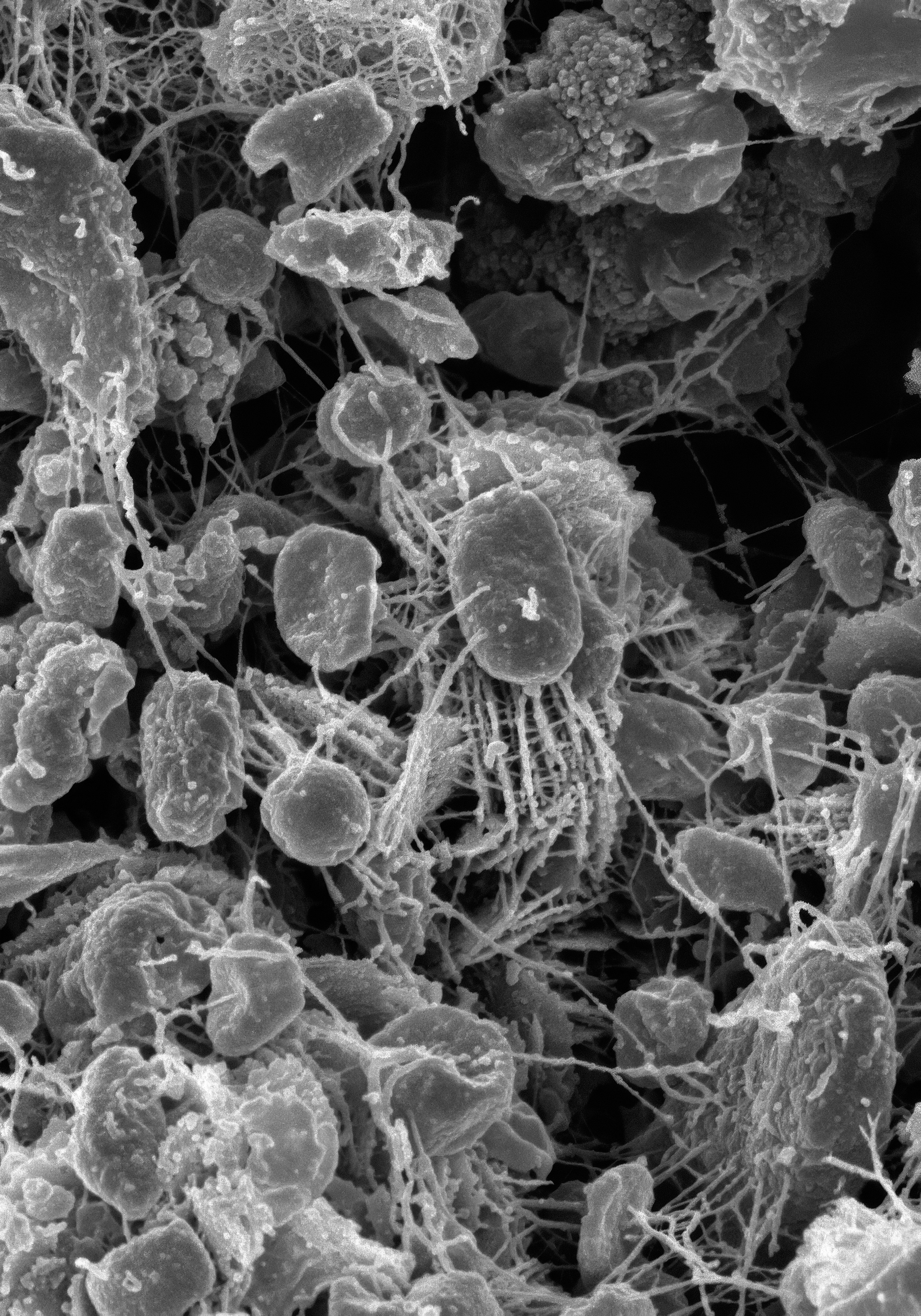 Observación de microorganismos al microscopio