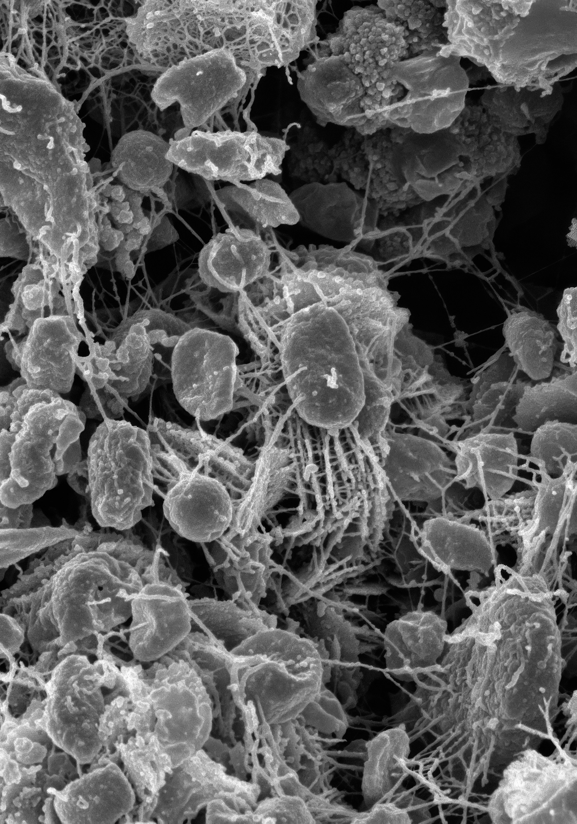 a black and white photo of some plants