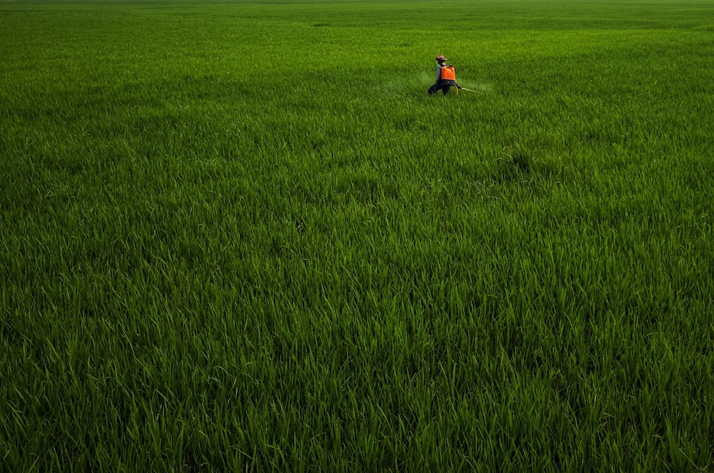 a person walking through a field of green grass