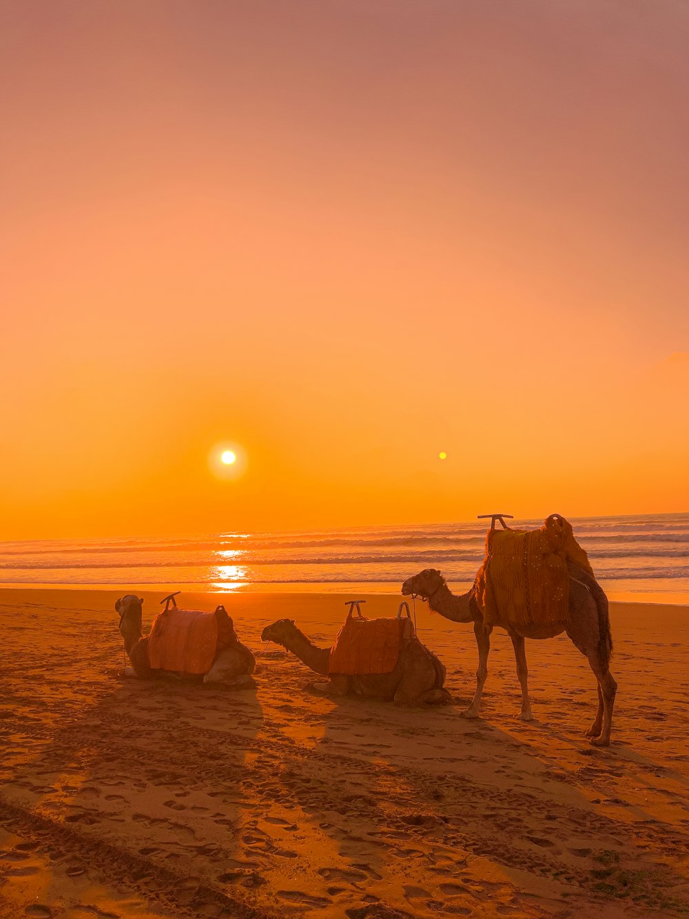 a camel standing on top of a sandy beach