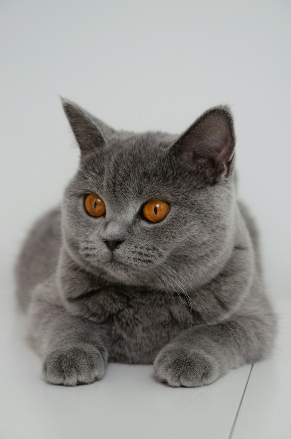 a gray cat with orange eyes laying down