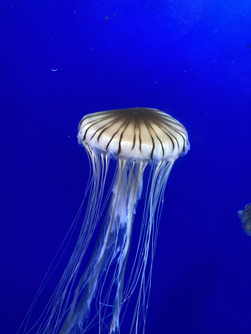 a white jellyfish swimming in a blue aquarium